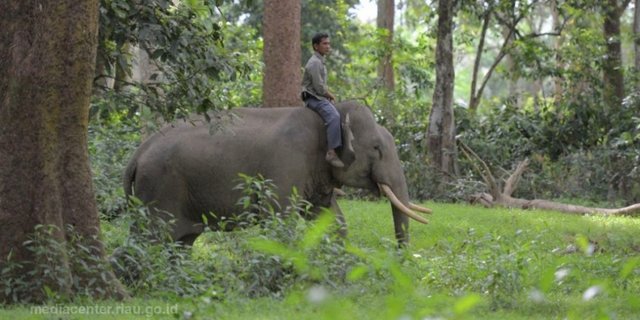 Tiga Gajah Jinak Halau Kawanan Gajah Liar Rusak Rumah Warga