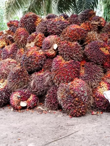 Kabar Sedih! Harga Sawit di Riau Turun Lagi