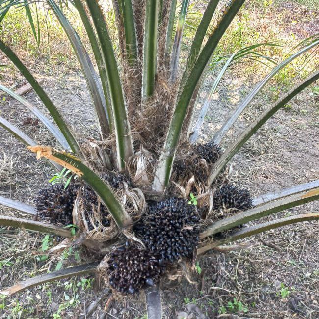 Pakai Bibit Bodong, Produktivitas Sawit Bakal Ompong