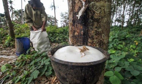 Jangan Khawatir, Harga Getah Karet di Riau Masih Stabil