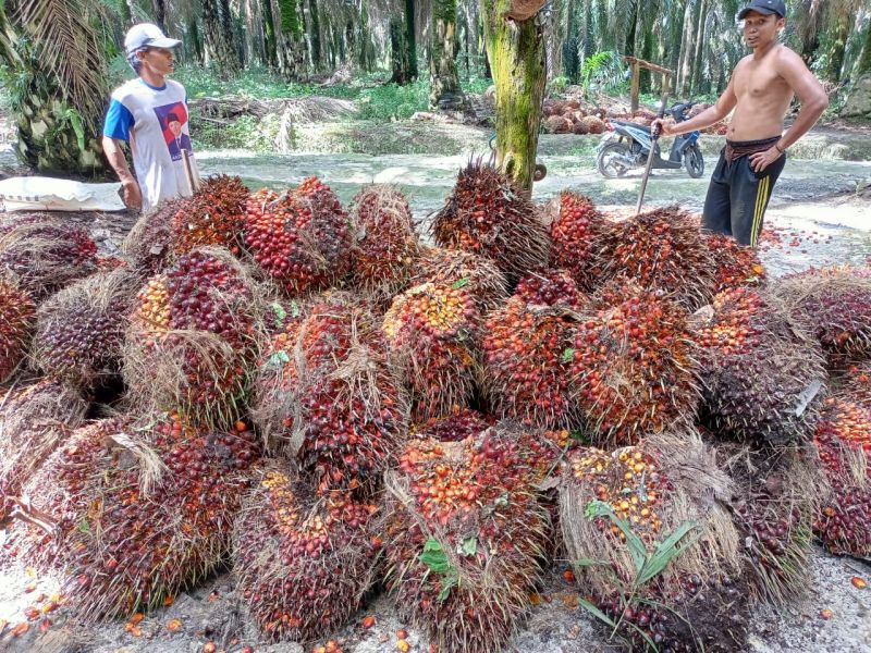 Harga Resmi TBS Jambi Bangkit Setelah Dua Pekan Anjlok