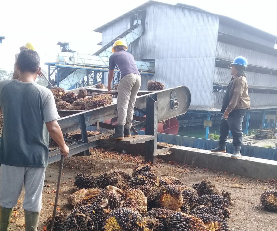 Saat Harga Tinggi, Tiga PKS Malah tak Beroperasi