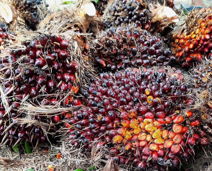 Tak Kalah dari Riau, NTP Kalbar Juga Melejit Gegara Sawit