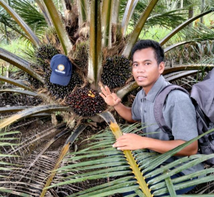 Begini Perkembangan Harga TBS Terkini di Babel