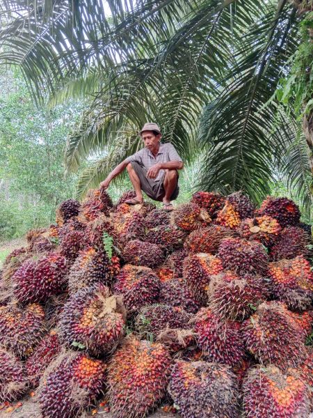 Sawit Diberi Pupuk Organik, Hasil Panen Yanto Melonjak