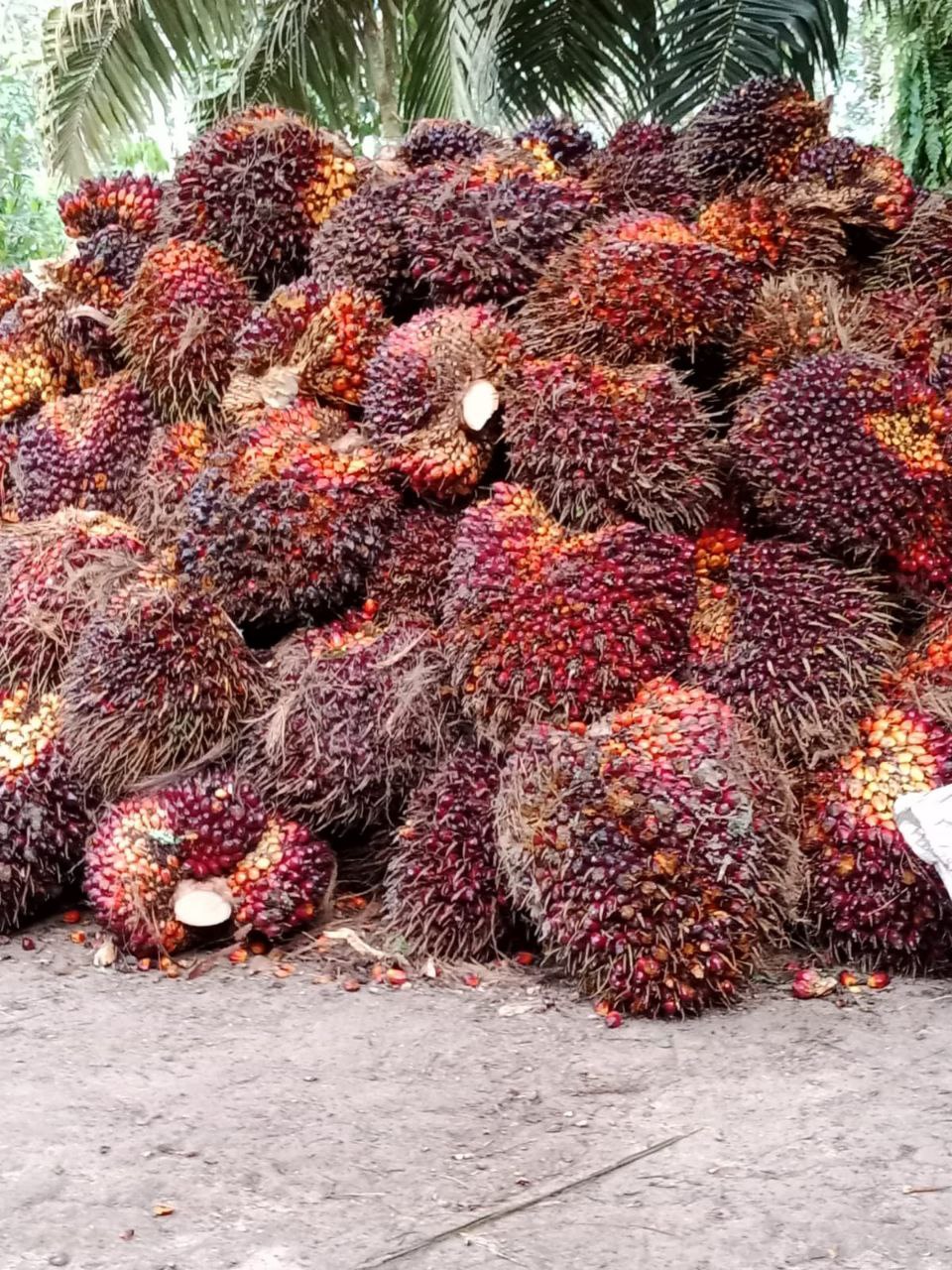 Harga Sawit Sumsel Anjlok Rp229,51/Kg
