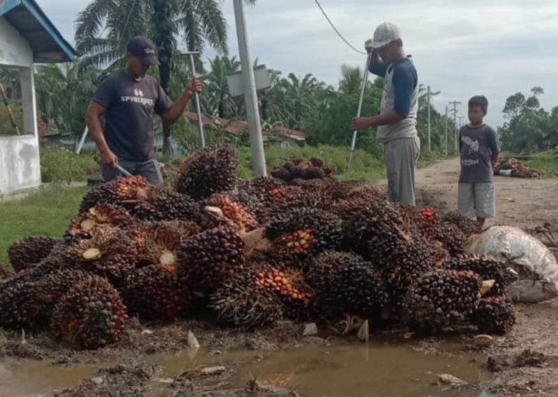 Jadwal Panen Sawit Berubah, Aspekpir Bilang Begini