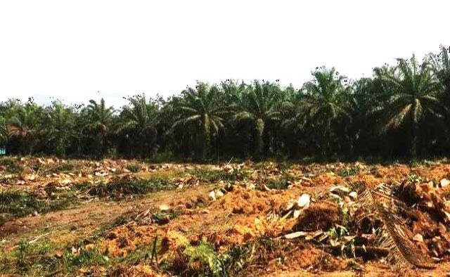 Aspekpir Setuju Kementan Kelola Peremajaan Sawit