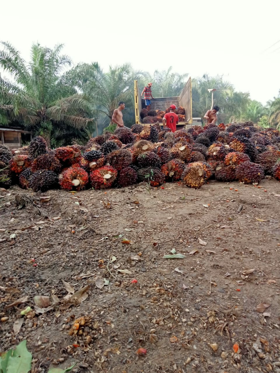 Amankan Pasokan TBS, PKS Modali Petani Buka Ram