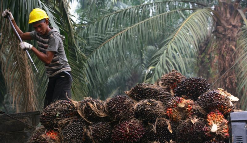 BPDPKS Perlu Perhatikan Sisi Penelitian dan Pengembangan SDM