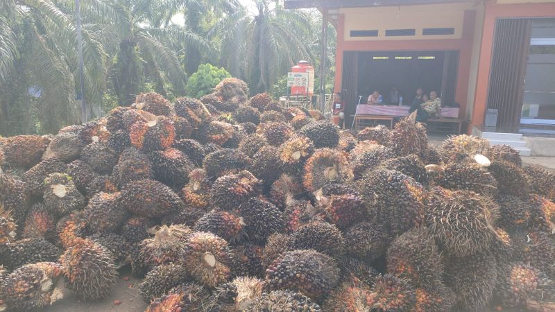 Harga Sawit Turun Terus, Jadwal Pemupukan Terlewati
