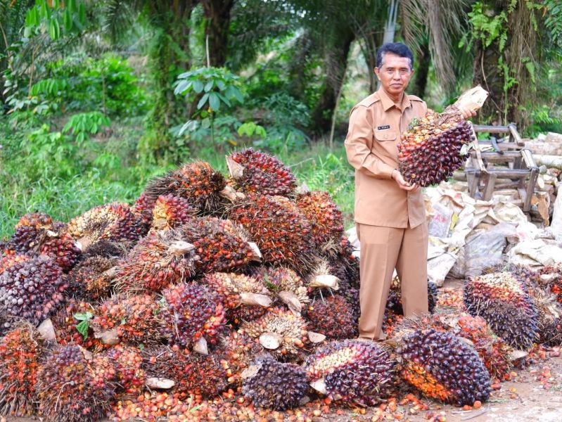 Harga Resmi TBS Kalbar Sudah Ditetapkan, Simak Daftarnya